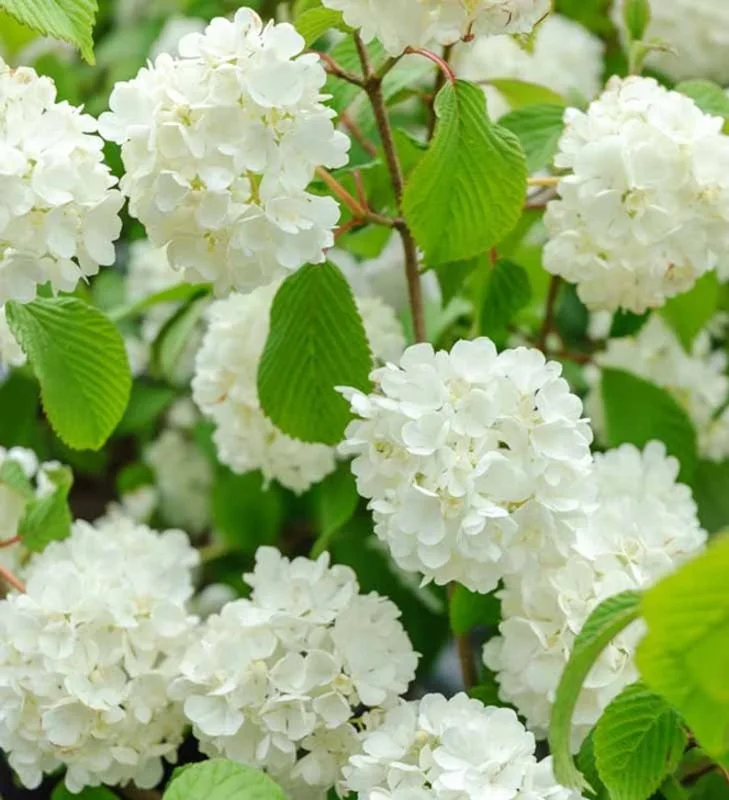 Japanese Snowball Viburnum - 2.5” Pot - White Blooming Shrub