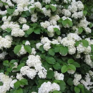 Japanese Snowball Viburnum - 2.5” Pot - White Blooming Shrub