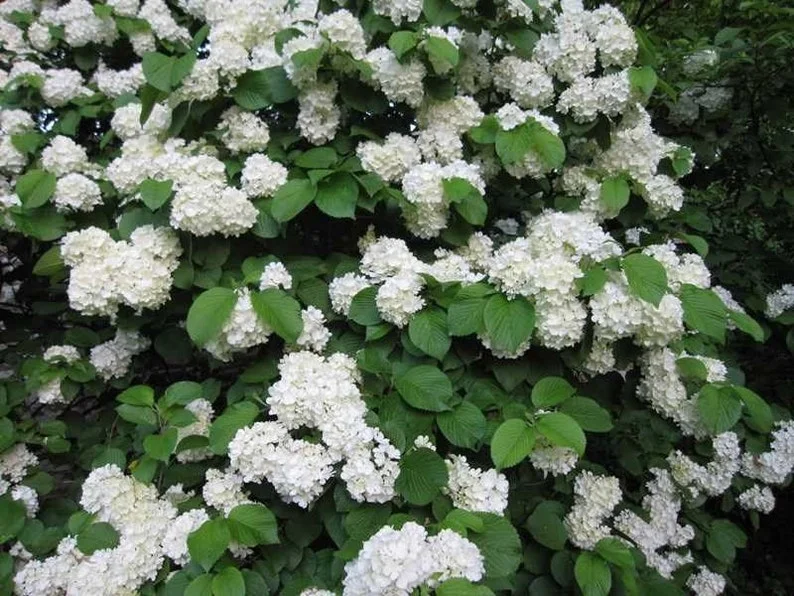 Japanese Snowball Viburnum - 2.5” Pot - White Blooming Shrub