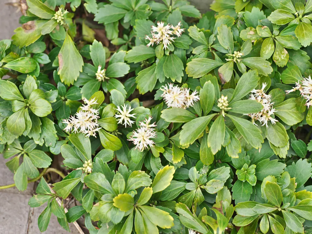 Japanese Spurge (Pachysandra terminalis)