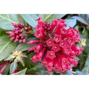 Jasmine Live Plant - 4 Inch - Red Night Blooming Fragrant Flowers -Cestrum Newelli