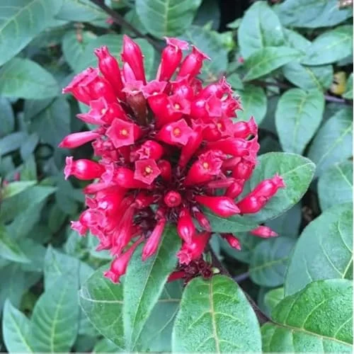 Jasmine Live Plant - 4 Inch - Red Night Blooming Fragrant Flowers -Cestrum Newelli