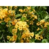 Jasmine Live Plant - Fragrant Orange Flower - 4 Inch Pot - Ships No Pot