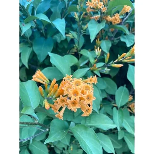 Jasmine Live Plant - Fragrant Orange Flower - 4 Inch Pot - Ships No Pot