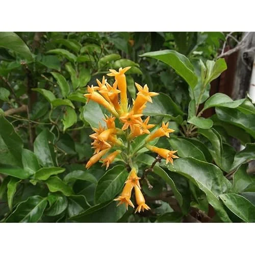 Jasmine Live Plant - Fragrant Orange Flower - 4 Inch Pot - Ships No Pot