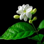 Jasmine Plant 12" Height - Fragrant White Flowers - 3.5" Pot