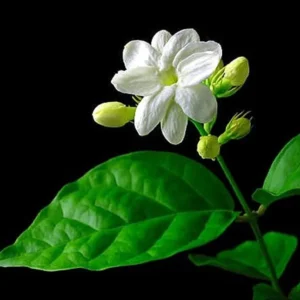 Jasmine Plant 12
