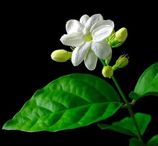 Jasmine Plant 12" Height - Fragrant White Flowers - 3.5" Pot