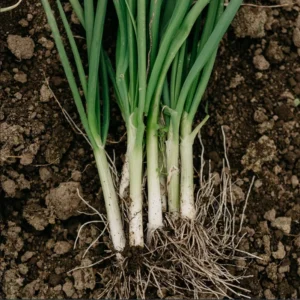 Set 15 Bare Roots Green Onions for Planting Green Chinese Onion Shandong Onion