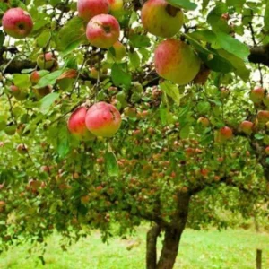 Jonagold Apple Tree Bare-root – Sweet & Tart Apple for Orchard – Large, Juicy Fruit