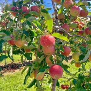Jonagold Apple Tree Bare-root – Sweet & Tart Apple for Orchard – Large, Juicy Fruit