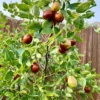 Jujube Sugar Cane Tree - Grafted Fruit Tree