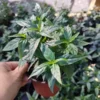 Justica Pectoralis Live Plant 4" Pot - Tilo, Piri Piri Willow Medicinal Herb