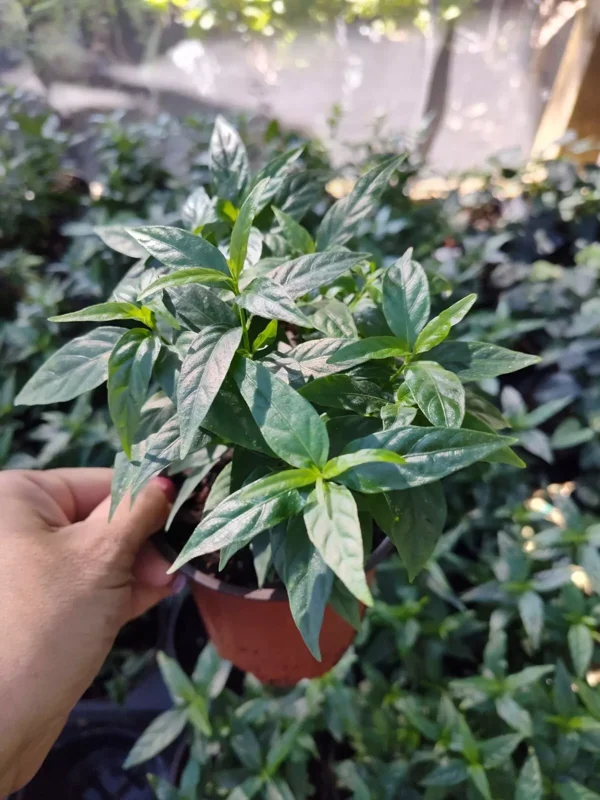 Justica Pectoralis Live Plant 4" Pot - Tilo, Piri Piri Willow Medicinal Herb