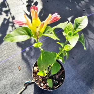 Justicia Brandegeana Fruit Cocktail Shrimp Plant – Live, 4” Pot, Fast-Growing