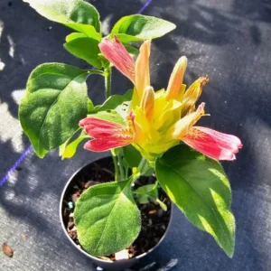 Justicia Brandegeana Fruit Cocktail Shrimp Plant – Live, 4” Pot, Fast-Growing