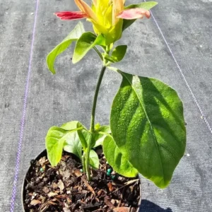 Justicia Brandegeana Fruit Cocktail Shrimp Plant – Live, 4” Pot, Fast-Growing