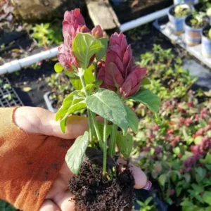 Justicia Brandegeana Red Maroon Shrimp Plants Live Plant 5-7 Inches Tall, Tropical Shrub