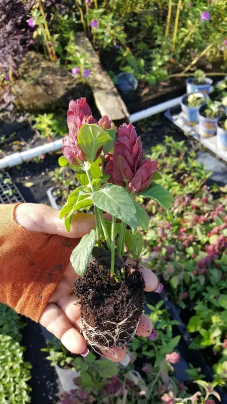 Justicia Brandegeana Red Maroon Shrimp Plants Live Plant 5-7 Inches Tall, Tropical Shrub