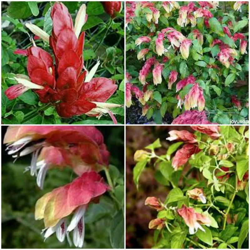 Justicia Brandegeana Red Maroon Shrimp Plants Live Plant 5-7 Inches Tall, Tropical Shrub
