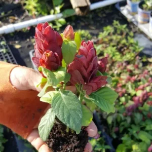 Justicia Brandegeana Red Maroon Shrimp Plants Live Plant 5-7 Inches Tall, Tropical Shrub