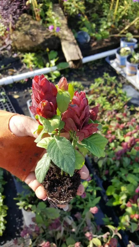 Justicia Brandegeana Red Maroon Shrimp Plants Live Plant 5-7 Inches Tall, Tropical Shrub