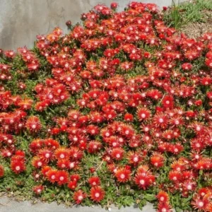 1 Pot 3 Variety Iceplants (Red, Yellow and Variegated) Live Plant for Planting 3-6