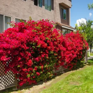 Red Bougainvillea Live Starter Plant 4