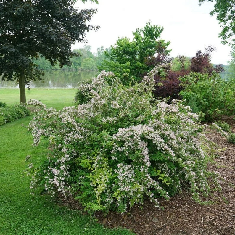 KOLKWITZIA 'JOLENE JOLENE' Starter Plant - 6-8 Inch - Hardy Flowering Shrub