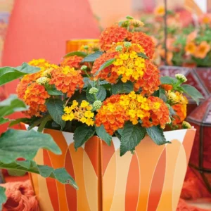 Lantana Orange Plants - Live Garden Plants - 3-6