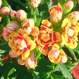 Kalanchoe Double Orange Red - 4.5