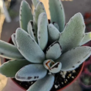 Kalanchoe Tomentosa Panda Plant - Rare Succulent - 2in Pot