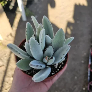 Kalanchoe Tomentosa Panda Plant - Rare Succulent - 2in Pot