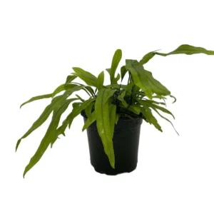 Kangaroo Paw Fern – Microsorum diversifolium in 4