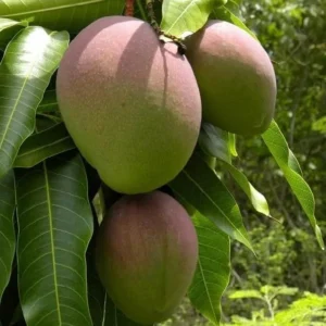 Kent Mango Tree Live Plant - 1 to 1.5 Feet Tall - Sweet Mango Fruit Plant in Gallon Pot- Mangifera Indica Tree