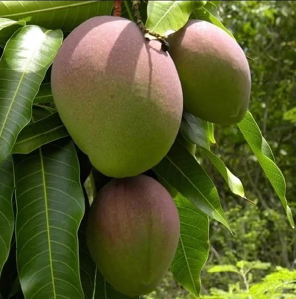 Kent Mango Tree Live Plant - 1 to 1.5 Feet Tall - Sweet Mango Fruit Plant in Gallon Pot- Mangifera Indica Tree