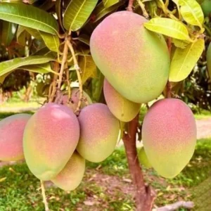Kent Mango Tree Live Plant - 1 to 1.5 Feet Tall - Sweet Mango Fruit Plant in Gallon Pot- Mangifera Indica Tree
