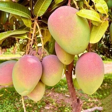 Kent Mango Tree Live Plant - 1 to 1.5 Feet Tall - Sweet Mango Fruit Plant in Gallon Pot- Mangifera Indica Tree