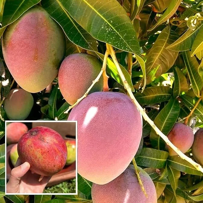 Kent Mango Tree Live Plant - 1 to 1.5 Feet Tall - Sweet Mango Fruit Plant in Gallon Pot- Mangifera Indica Tree