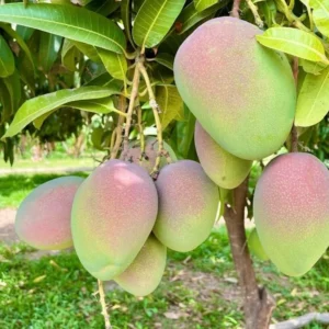 Kent Mango Tree Live Plant - 1 to 1.5 Feet Tall - Sweet Mango Fruit Plant in Gallon Pot- Mangifera Indica Tree
