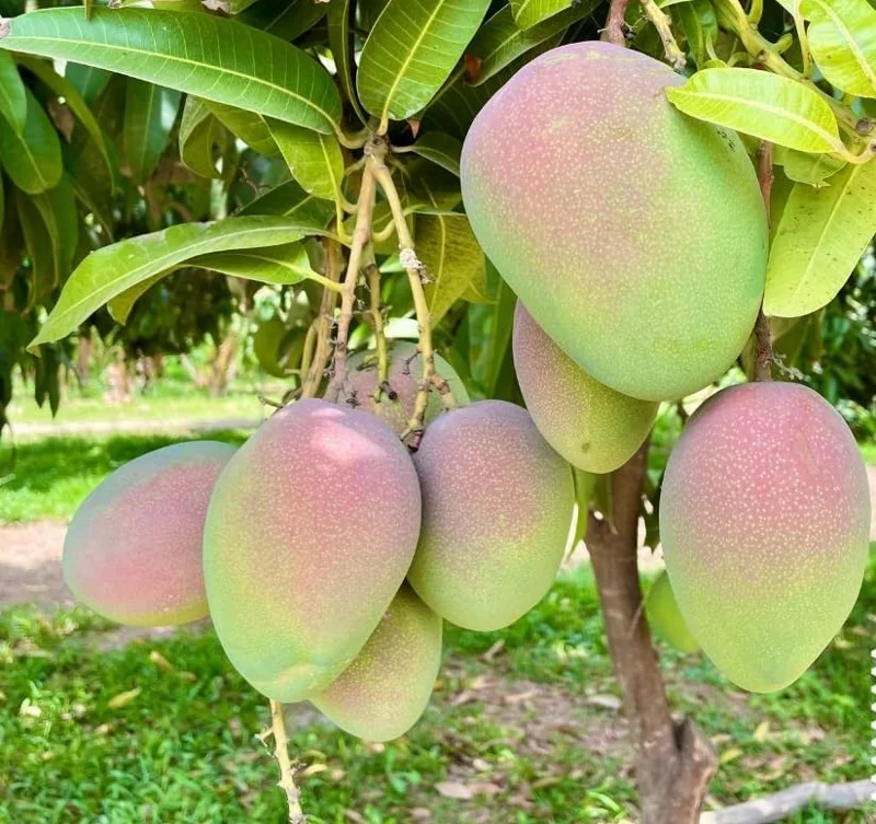 Kent Mango Tree Live Plant - 1 to 1.5 Feet Tall - Sweet Mango Fruit Plant in Gallon Pot- Mangifera Indica Tree