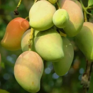 Kesar Spice Mango Tree Live Plant 1 Feet Tall – Sweet Mango Fruit Plant in Half Gal Pot- Mangifera Indica Tree Sweet Mangoes