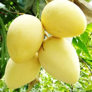 Kesar Spice Mango Tree Live Plant 1 Feet Tall – Sweet Mango Fruit Plant in Half Gal Pot- Mangifera Indica Tree Sweet Mangoes