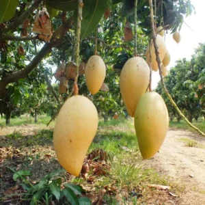 Kesar Spice Mango Tree Live Plant 1 Feet Tall – Sweet Mango Fruit Plant in Half Gal Pot- Mangifera Indica Tree Sweet Mangoes