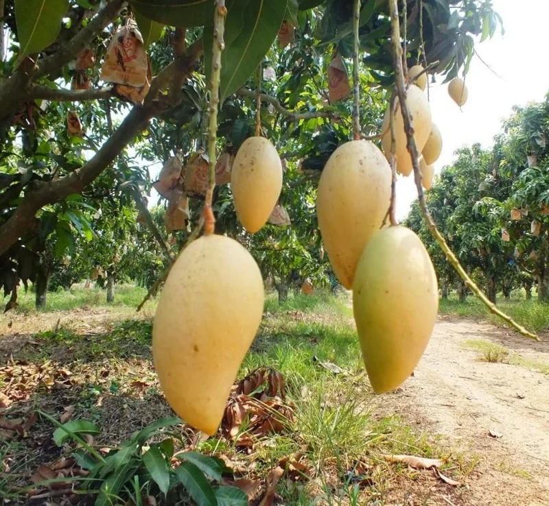 Kesar Spice Mango Tree Live Plant 1 Feet Tall – Sweet Mango Fruit Plant in Half Gal Pot- Mangifera Indica Tree Sweet Mangoes