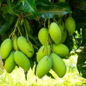 Kesar Spice Mango Tree Live Plant 1 Feet Tall – Sweet Mango Fruit Plant in Half Gal Pot- Mangifera Indica Tree Sweet Mangoes