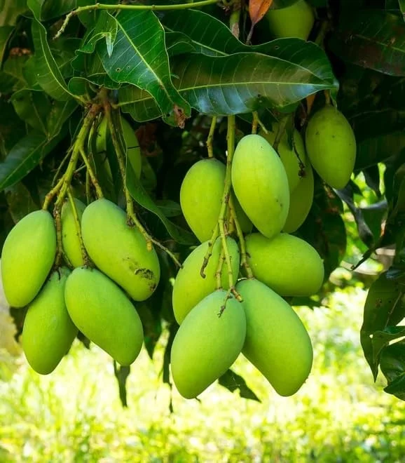 Kesar Spice Mango Tree Live Plant 1 Feet Tall – Sweet Mango Fruit Plant in Half Gal Pot- Mangifera Indica Tree Sweet Mangoes