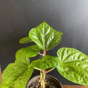 Kiko's Crump Salad Tree Plant Plug - 3-6 inch Edible Leaf Vegetable