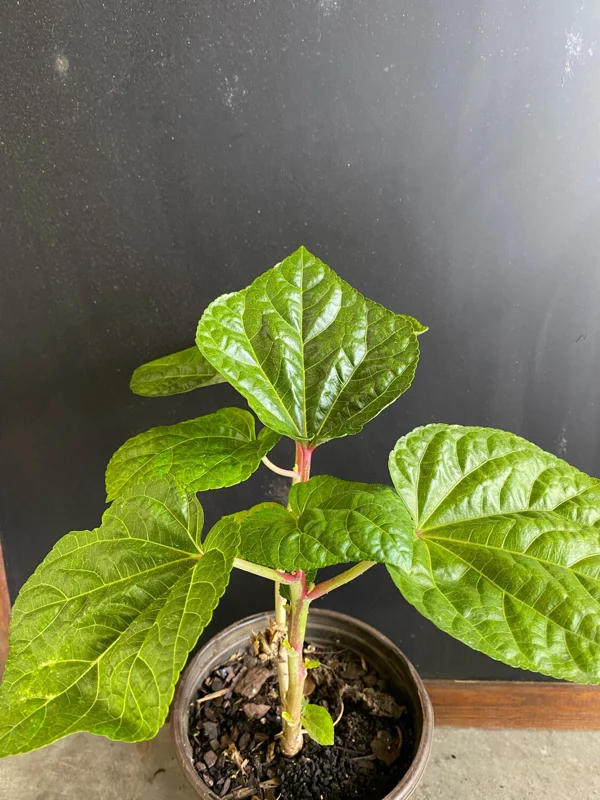 Kiko's Crump Salad Tree Plant Plug - 3-6 inch Edible Leaf Vegetable