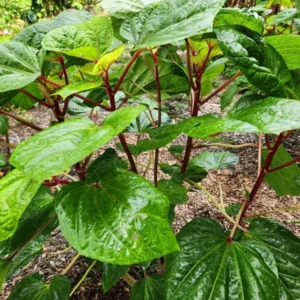 Kiko's Crump Salad Tree Plant Plug - 3-6 inch Edible Leaf Vegetable